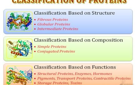 protein classification