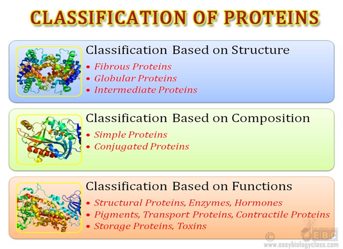 what are the types of classification in biology