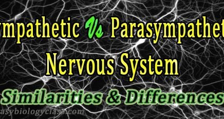 difference between parasympathetic and sympathetic nervous system