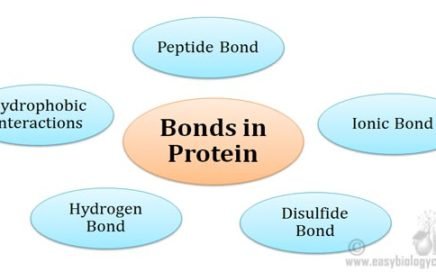 bonds stabilizing protein structure