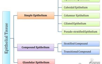 classification of epithelial cells