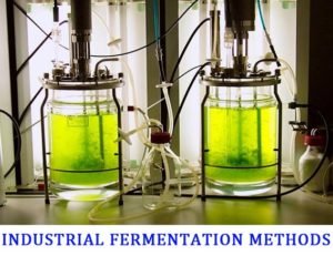 Types of Fermentation Process in Industrial Microbiology - InDustrial Fermentation MethoDs 300x231