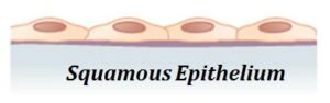 Classification of Epithelial Tissue | EasyBiologyClass