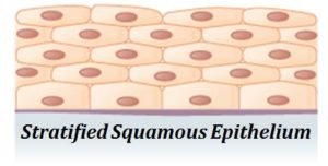 Classification of Epithelial Tissue | EasyBiologyClass