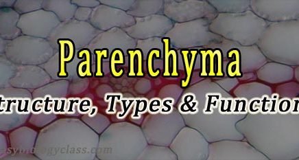 functions of parenchyma