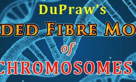 Dupraw model of chromosome