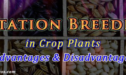 what is mutation breeding