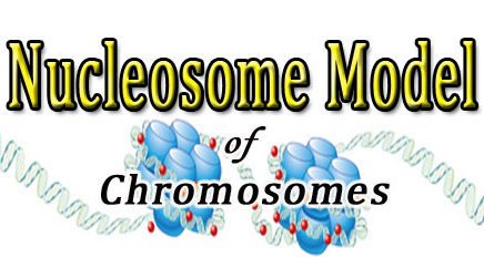 structure of nucleosome short notes