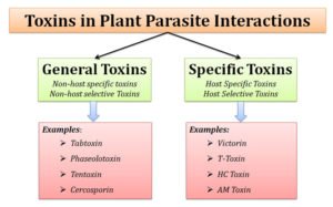 Role of Toxins in Plant Pathogenesis | EasyBiologyClass