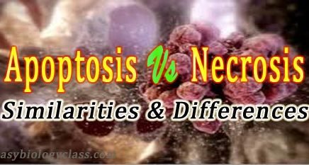 necrosis vs apoptosis