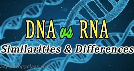 difference-between-rna-and-dna