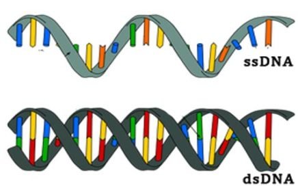 single stranded and double stranded DNA