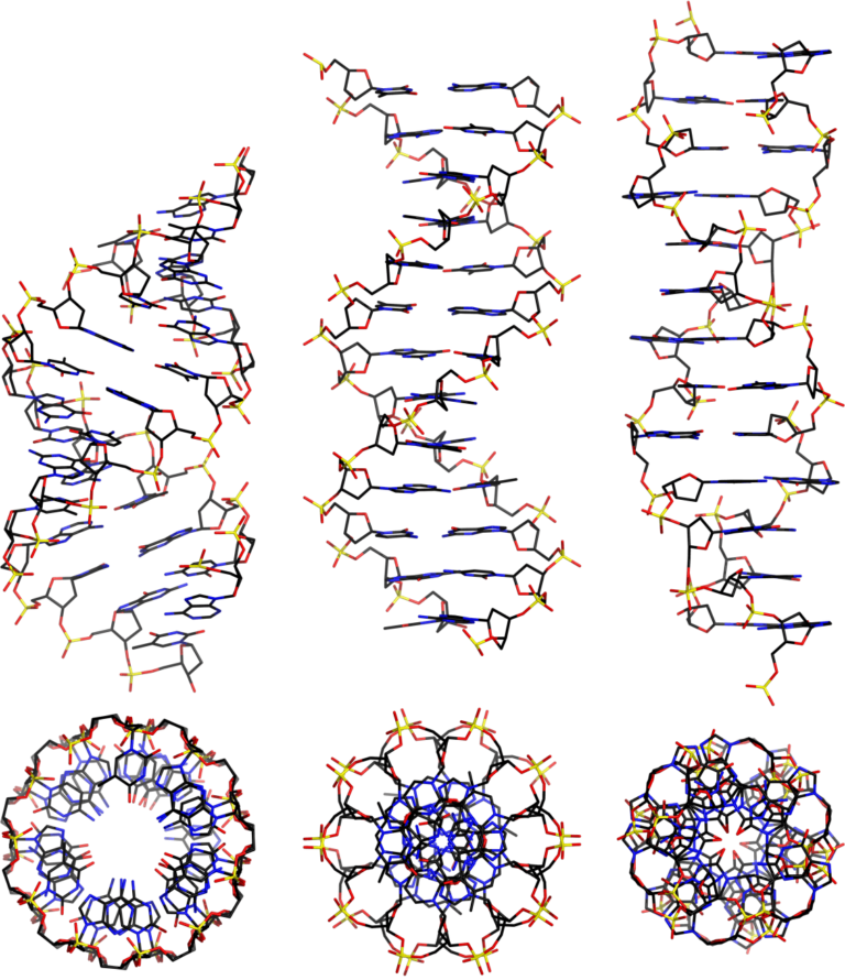 Difference Between A-DNA, B-DNA And Z-DNA (PPT) | EasyBiologyClass