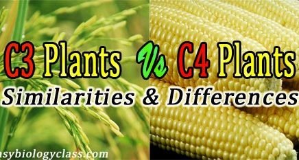 C3 vs C4 Plants Comparison