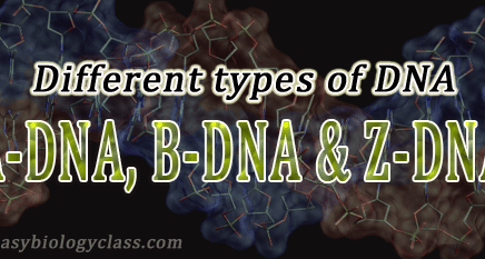 A-DNA, B-DNA and Z-DNA