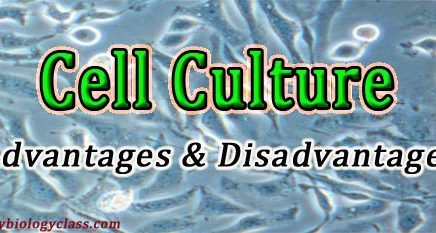 animal cell culture advantages and limitations