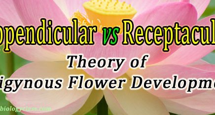 Origin and Evolution of Inferior ovary