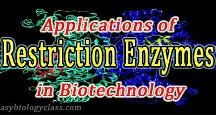 Restriction enzymes in Genetic Engineering