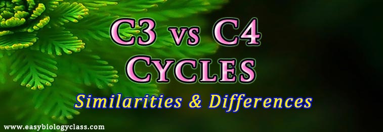 C3 vs C4 Cycles of Photosynthesis
