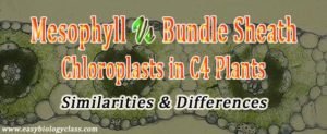 Difference between Mesophyll and Bundle Sheath Cells | EasyBiologyClass