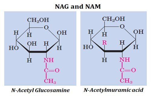 What Is Nag And Nam