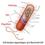 Flagella vs Fimbriae | EasyBiologyClass