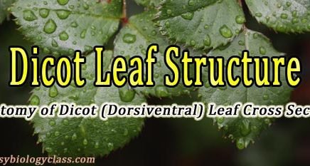 Anatomy of Dicot Leaf PPT