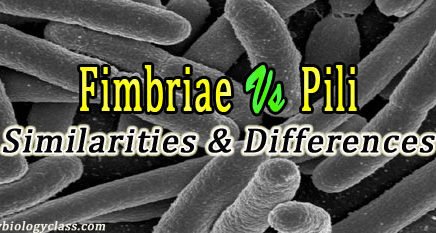 Difference between Pili and Fimbriae
