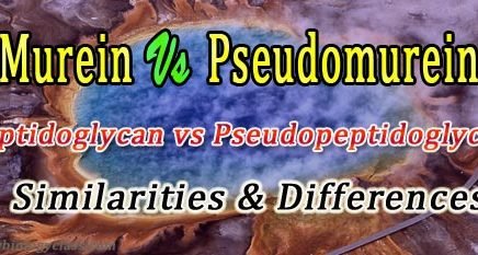 difference murein and pseudomurein