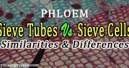 sieve cells and sieve tubes differences