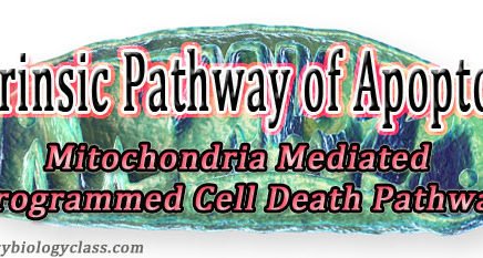 Mitochondrial Apoptosis Signaling