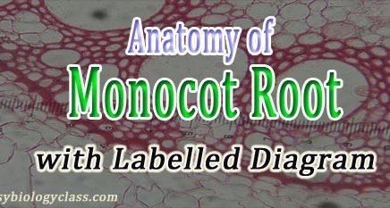 Monocot Root Cross Section