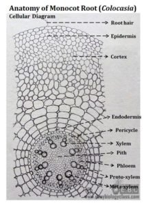 Monocot Root Diagram | EasyBiologyClass