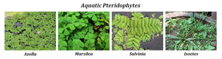 general-characteristics-of-pteridophytes-easybiologyclass