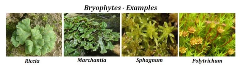 Difference between Bryophytes and Pteridophytes | EasyBiologyClass