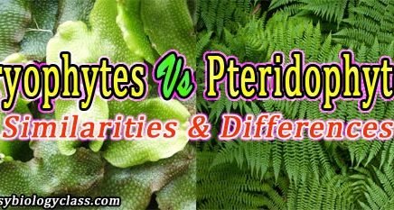 Difference between Pteridophytes and Bryophytes