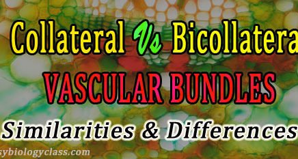 Collateral vs Bicollateral vascular bundle