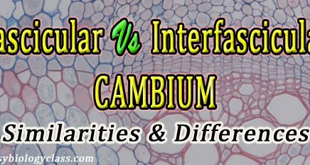 Fasccular and Interfascicular Cambia