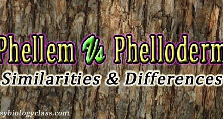 Phellem vs Phelloderm