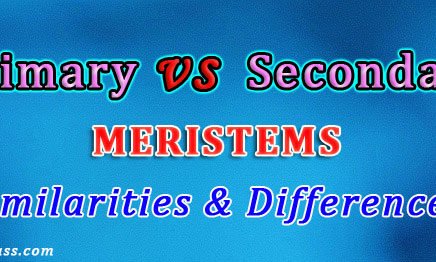 Primary vs Secondary Meristem in Plants