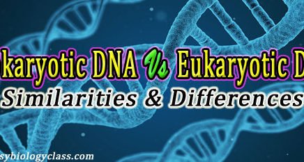 Prokaryotic and Eukaryotic DNA