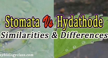 Difference between Stomata and Hydathode