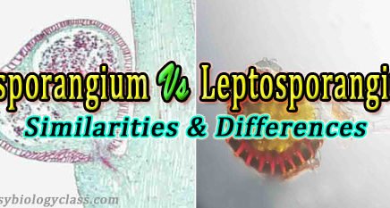 Leptosporangium vs eusporangium Development