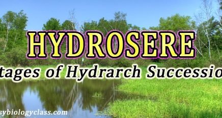 Stages of Hydrosere