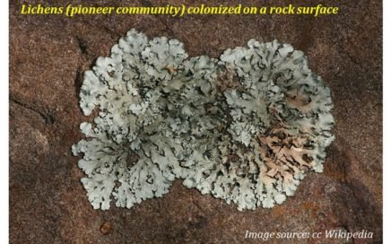 pioneer community in succession