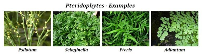 Difference between Bryophytes and Pteridophytes | EasyBiologyClass