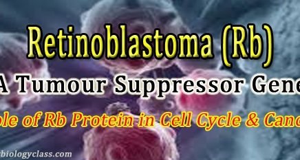tumor suppressor gene example