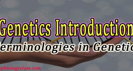 Introduction to Genetics PPT