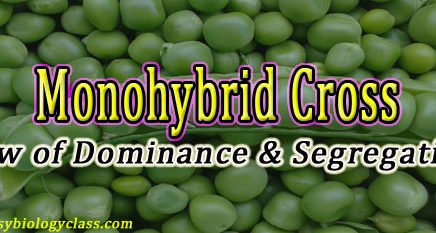 Monohybrid Inheritance PPT and Short Notes