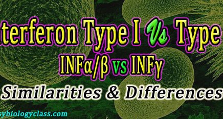 Difference between INF alpha beta and gamma